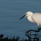Little Egret, Conwy